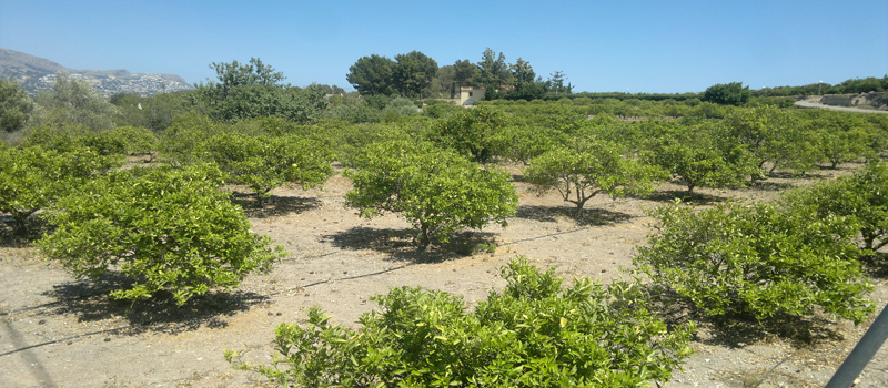 finca frutales el runar